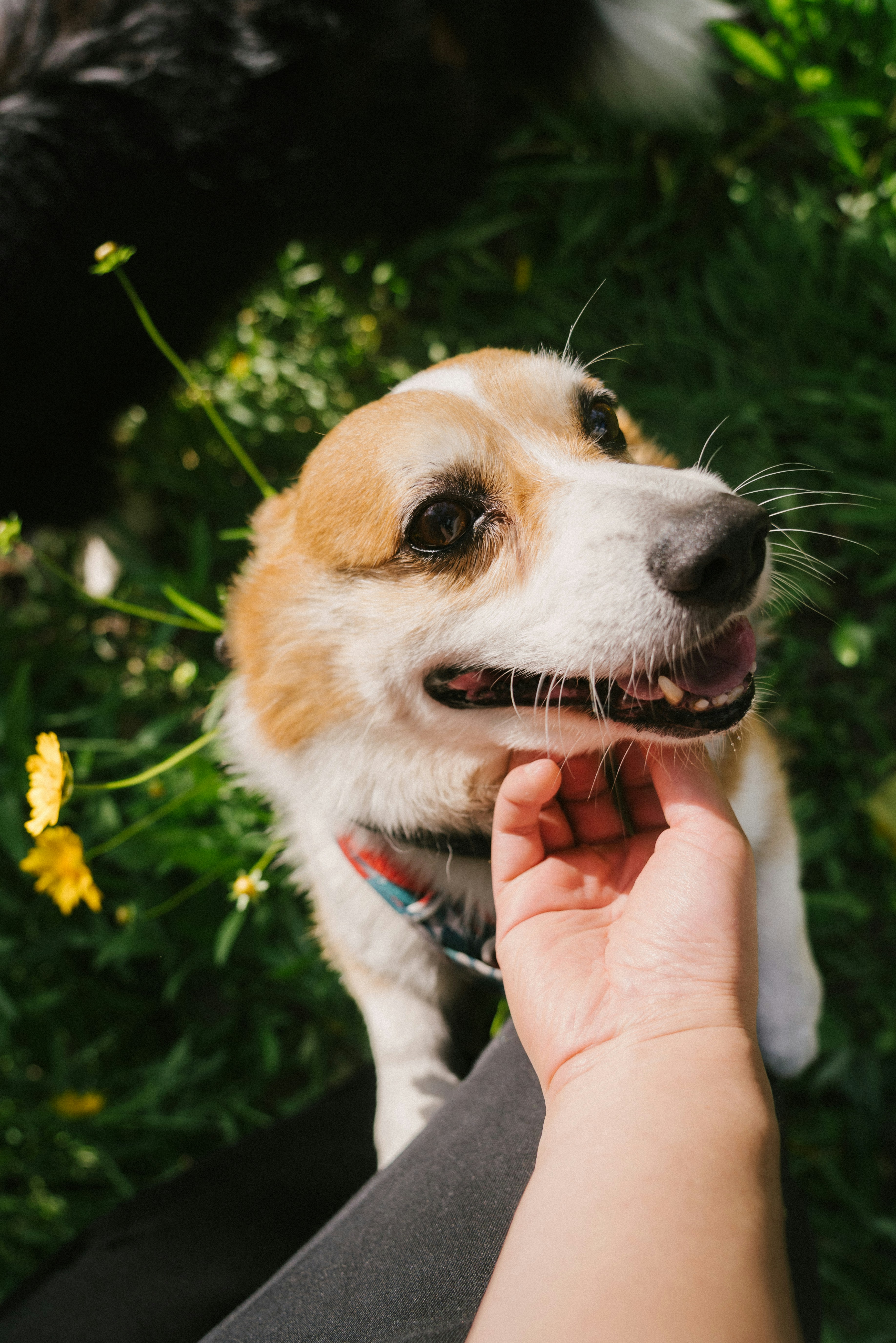 犬画像