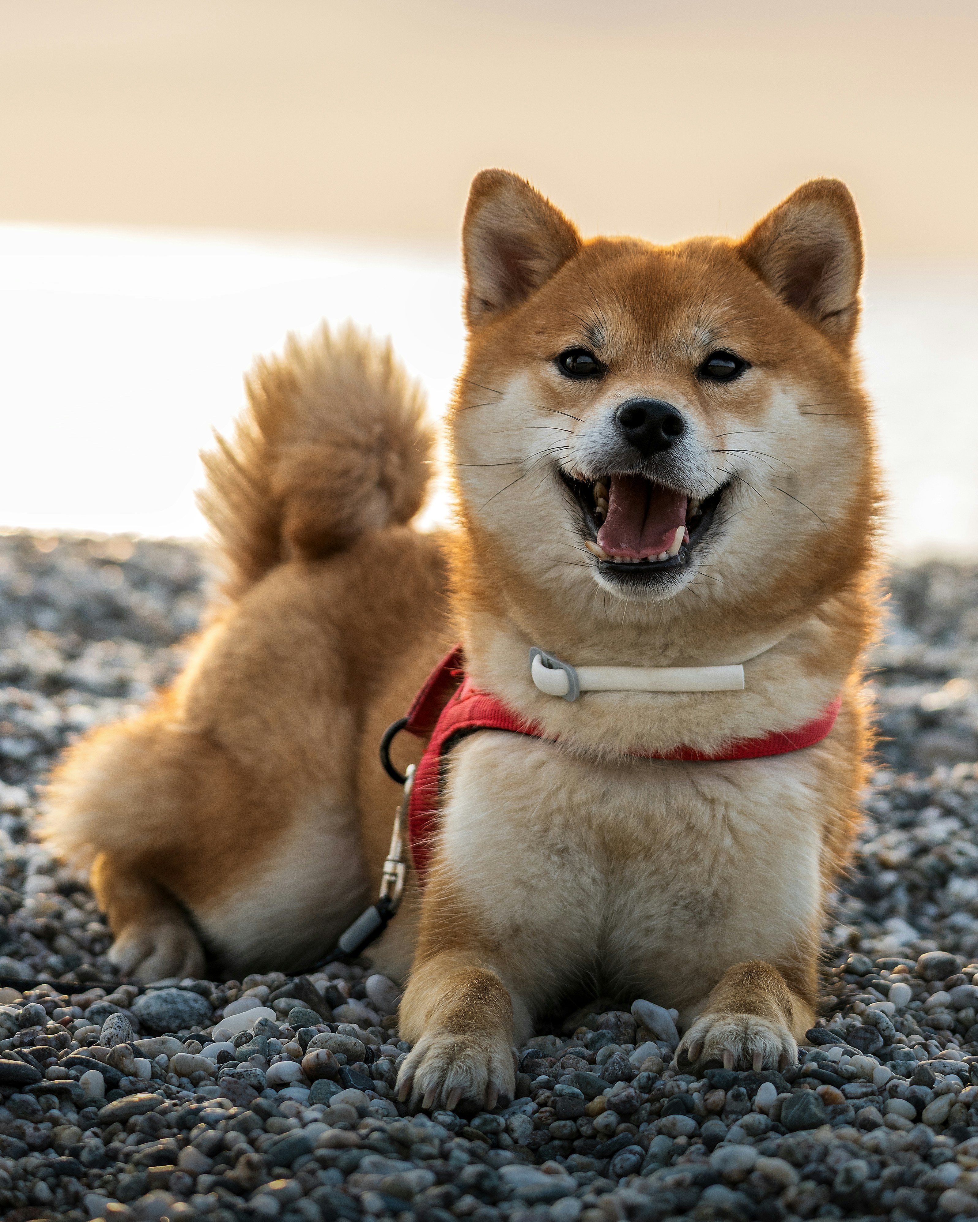 柴犬